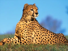 Fast Predator, Cheetah Fast Predator, Cheetah