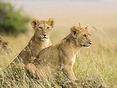 Female Lion Cubs, Masai Mara, Kenya, Africa Female Lion Cubs, Masai Mara, Kenya, Africa