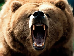 Feeling Grizzly Feeling Grizzly