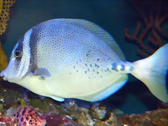 Prionurus laticlavius 2 (23-7-19 New England aquarium) Prionurus laticlavius 2 (23-7-19 New England aquarium)