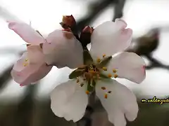 12, flor de almendro 1, marca