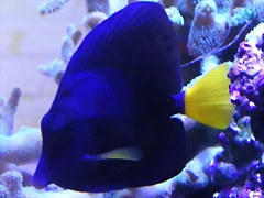 Zebrasoma xanthurum 2 (16-11-16 AquariaVirtual) Zebrasoma xanthurum 2 (16-11-16 AquariaVirtual)