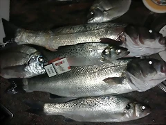 robalo6 robalo6