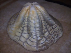 cl3