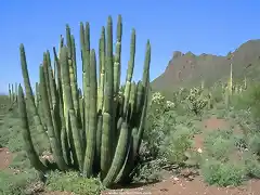 Cactus_01