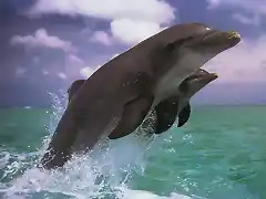 Bottlenose_Dolphins_Leaping