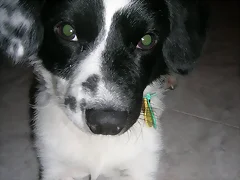 cooper cooper
