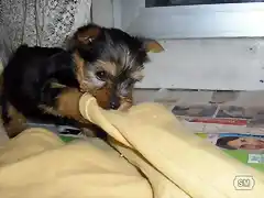 cachorrito