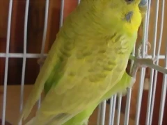 Rikky 2 Rikky 2