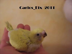 1 pollo (2)  8-5-2011