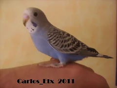 2 pollo  8-5-2011