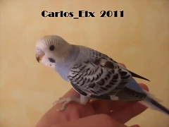 3 pollo  8-5-2011