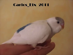 4 pollo  8-5-2011