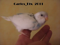 5 pollo  8-5-2011