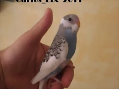 1 pollo  8-5-2011