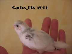 6 pollo  8-5-2011