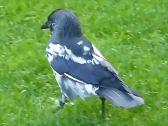 Corvus monedula leucistic (24-9-18 Artis)