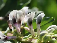 04, habas en flor, marca