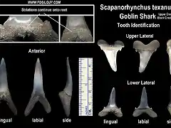 goblin-shark-tooth-id