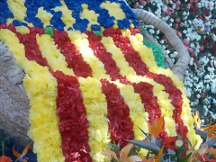 Senyera Flower.