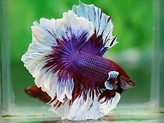 Betta Feather Tail