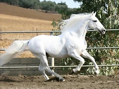 Caballos-Espanoles-PRE