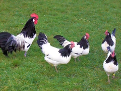 lakenfelder grupo