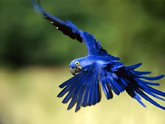 hyacinth-macaw-1