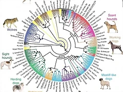 Ecologiablog_cuadroevolutivoperros_02