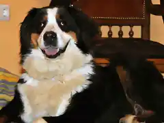 un perro feliz