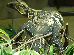 Varanus cumingi (6-8-17 Zoo K?ln) Varanus cumingi (6-8-17 Zoo K?ln)