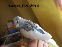 1 pollo 2-3-11 (1)