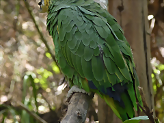 Amazona amazonica 3 Amazona amazonica 3