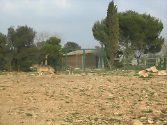 LaBarben 190 LaBarben 190
