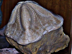 1 1