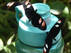Heliconius melpomene plesseni (1-10-23 Zoo de Quito) Heliconius melpomene plesseni (1-10-23 Zoo de Quito)
