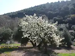 14, peral en las olivas, marca