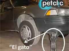 foto_gato_mecanico 1