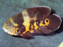 Astronotus ocellatus