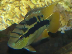 Cichlasoma salvini Cichlasoma salvini