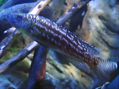 Lepidiolamprologus nkambae (24-3-15 Loro Parque, det yo) Lepidiolamprologus nkambae (24-3-15 Loro Parque, det yo)