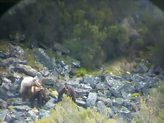 oso 1