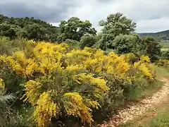 009, amarillo a la genista