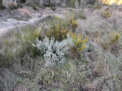 IMG_20210106_164436
