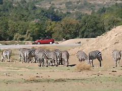 Zoo Lunaret + Sigean 18 i 19-09-10 1752 Zoo Lunaret + Sigean 18 i 19-09-10 1752
