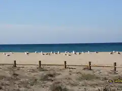 15, gaviotas en la playa, marca