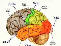 sentidos - corteza cerebral