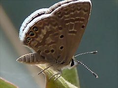 Hemiargus ramon (1-10-23 Zoo de Quito, det yo) Hemiargus ramon (1-10-23 Zoo de Quito, det yo)