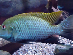 Tilapia snyderae (27-9-18 Zoo Antwerpen, det yo) Tilapia snyderae (27-9-18 Zoo Antwerpen, det yo)