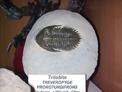 F Tri Treveropyge 360M Devonico F Tri Treveropyge 360M Devonico